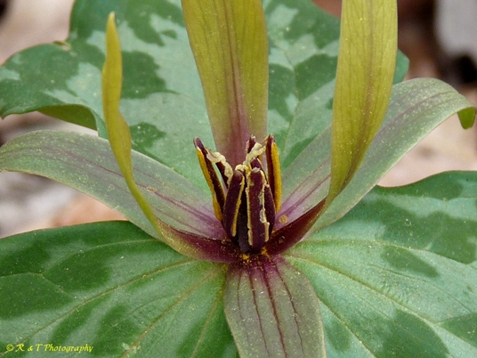 {Trillium freemanii}